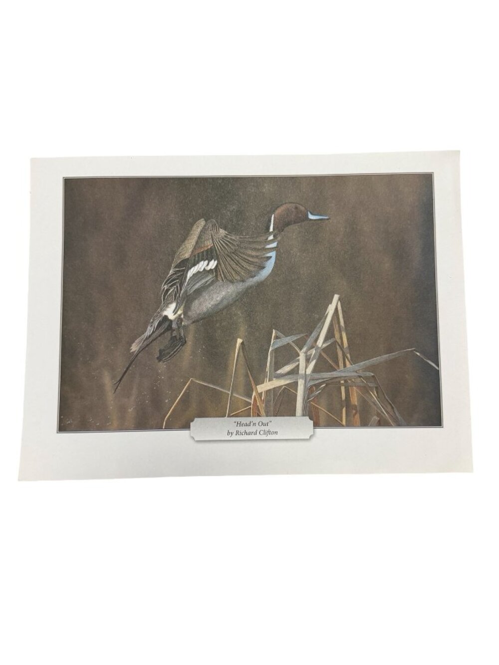 Richard Clifton Head'n Out Northern Pintail Duck Wildlife Print 11.5x8.5 Bird Ar
